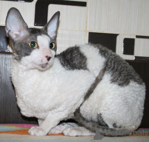 Zdjęcie №3. Obecnie dostępne są śliczne kocięta Cornish Rex. Bułgaria