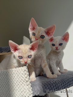 Zdjęcie №1. devon rex - na sprzedaż w Big Bend | negocjowane | Zapowiedź № 164267