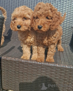 Zdjęcie №2 do zapowiedźy № 148559 na sprzedaż  cavalier king charles spaniel - wkupić się Niemcy hodowca