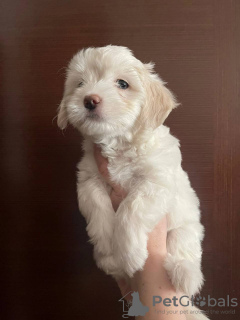 Zdjęcie №4. Sprzedam maltipu w Москва. prywatne ogłoszenie - cena - 5157zł