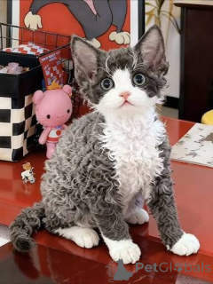 Zdjęcie №1. devon rex - na sprzedaż w Antwerpia | 2392zł | Zapowiedź № 172706