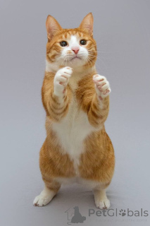 Zdjęcie №4. Sprzedam  w Chimki. ze schronu - cena - Bezpłatny