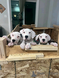 Zdjęcie №1. dog argentyński - na sprzedaż w Berlin | 4784zł | Zapowiedź №137783