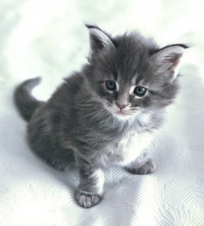 Zdjęcie №3. Klasa pokazowa Maine Coon Kittens. Ukraina
