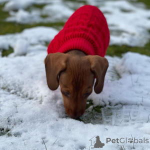 Zdjęcie №1.  - na sprzedaż w Bautzen | Bezpłatny | Zapowiedź №163558