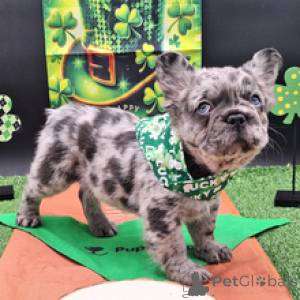 Zdjęcie №3. Buldog Francuski Samiec 9 tygodni Gotowy do domu. Niemcy