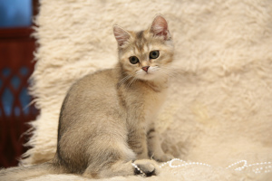 Zdjęcie №4. Sprzedam kot brytyjski krótkowłosy w Lodeynoye Pole. od żłobka - cena - Negocjowane