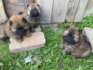 Zdjęcie №1. chow-chow - na sprzedaż w Šid | negocjowane | Zapowiedź №168491