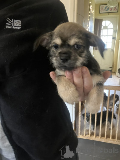 Zdjęcie №1. chihuahua (rasa psów) - na sprzedaż w Kendall | 1622zł | Zapowiedź №159153