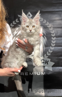 Zdjęcie №1. maine coon - na sprzedaż w Denver | 7624zł | Zapowiedź № 140842