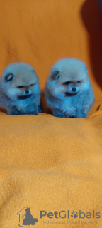 Zdjęcie №3. Szpic pomorski (dziewczynka i chłopiec) FCI. Ukraina