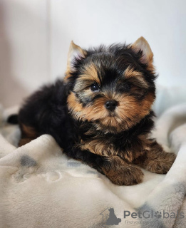 Zdjęcie №1. yorkshire terrier - na sprzedaż w Ньиредьхаза | negocjowane | Zapowiedź №110180