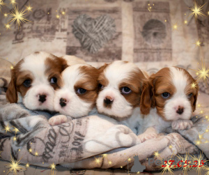 Zdjęcie №2 do zapowiedźy № 145658 na sprzedaż  cavalier king charles spaniel - wkupić się Białoruś hodowca