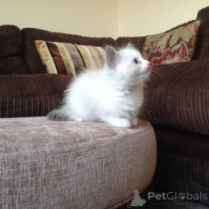 Zdjęcie №3. Wspaniałe kocięta Ragdoll gotowe do nowego domu. Białoruś