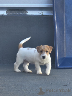 Zdjęcie №4. Sprzedam jack russell terrier w Berlin. prywatne ogłoszenie, hodowca - cena - negocjowane
