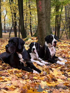 Zdjęcie №4. Sprzedam dog niemiecki w Biszkek. od żłobka - cena - negocjowane