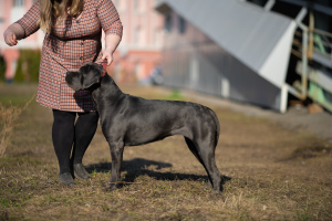 Zdjęcie №4. Sprzedam cane corso w Iżewsk. prywatne ogłoszenie - cena - 3025zł