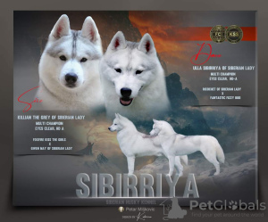 Dodatkowe zdjęcia: Szczenięta Siberian Husky