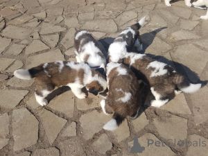 Zdjęcie №2 do zapowiedźy № 158981 na sprzedaż  bernardyn (rasa psa) - wkupić się Łotwa prywatne ogłoszenie, hodowca