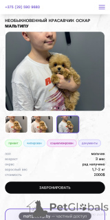 Zdjęcie №2 do zapowiedźy № 160086 na sprzedaż  maltipu - wkupić się Białoruś od żłobka