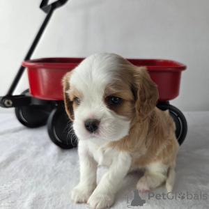 Zdjęcie №1. cavalier king charles spaniel - na sprzedaż w Alavus | negocjowane | Zapowiedź №157333