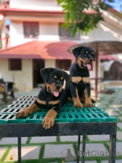Zdjęcie №1. rottweiler - na sprzedaż w Berlin | 3827zł | Zapowiedź №137951
