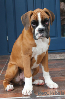 Zdjęcie №3. szczenięta bokserki. Białoruś