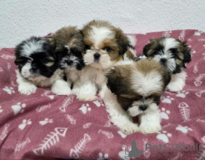 Zdjęcie №1. shih tzu - na sprzedaż w Berlin | 1088zł | Zapowiedź №101214