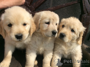 Zdjęcie №1. golden retriever - na sprzedaż w Berlin | negocjowane | Zapowiedź №115938