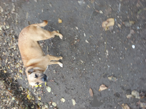 Zdjęcie №1. pies nierasowy - na sprzedaż w Odessa | Bezpłatny | Zapowiedź №83236