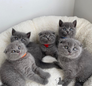 Zdjęcie №1. scottish fold - na sprzedaż w Amsterdam | negocjowane | Zapowiedź № 172250
