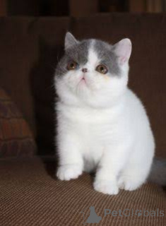 Zdjęcie №3. Chatons Exotic Shorthair dostępne à la Vente.. Belgia
