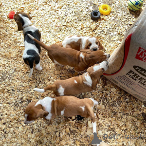 Zdjęcie №1. basset hound - na sprzedaż w Bayerisch Eisenstein | negocjowane | Zapowiedź №167557