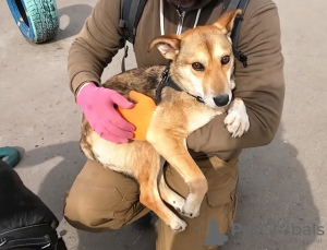 Zdjęcie №1. pies nierasowy - na sprzedaż w Москва | Bezpłatny | Zapowiedź №102687