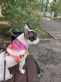 Zdjęcie №2 do zapowiedźy № 151725 na sprzedaż  buldog francuski - wkupić się Wielka Brytania prywatne ogłoszenie