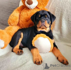 Zdjęcie №4. Sprzedam rottweiler w Warszawa. prywatne ogłoszenie - cena - 5023zł