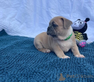 Zdjęcie №1. buldog francuski - na sprzedaż w Dornbirn | Bezpłatny | Zapowiedź №135505