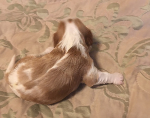 Dodatkowe zdjęcia: Cavalier King Charles Spaniel