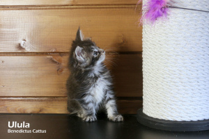 Dodatkowe zdjęcia: Kolor marmurkowy dla dziewczynki Maine Coon