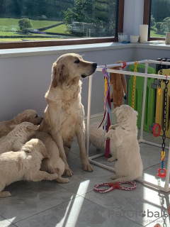 Zdjęcie №3. Симпатичный золотистый ретривер,. Federacja Rosyjska