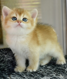 Zdjęcie №1. kot brytyjski krótkowłosy - na sprzedaż w Niżny Nowogród | Negocjowane | Zapowiedź № 2331