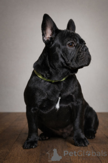 Zdjęcie №2 do zapowiedźy № 161460 na sprzedaż  buldog francuski - wkupić się Austria prywatne ogłoszenie