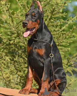 Zdjęcie №4. Sprzedam doberman w Hannover. prywatne ogłoszenie - cena - 4828zł