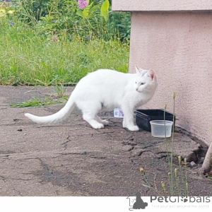 Zdjęcie №1. turecka angora - na sprzedaż w Mińsk | Bezpłatny | Zapowiedź № 151666