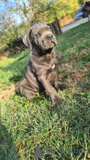 Zdjęcie №3. CANE CORSO piękne szczenięta. Serbia