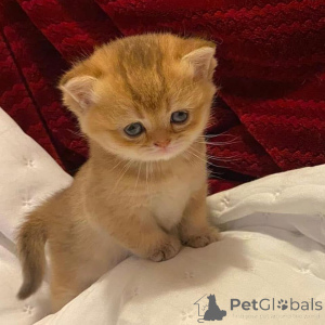 Zdjęcie №4. Sprzedam  w JabloCEC NAD NISOU.  - cena - negocjowane