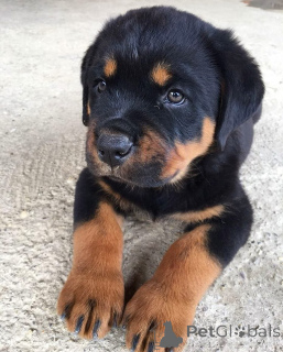 Zdjęcie №2 do zapowiedźy № 173652 na sprzedaż  rottweiler - wkupić się Niemcy hodowca