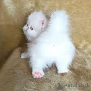 Zdjęcie №1. perskie - na sprzedaż w Antwerpia | 2392zł | Zapowiedź № 162350