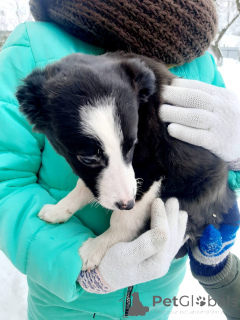 Zdjęcie №1. pies nierasowy - na sprzedaż w Mińsk | Bezpłatny | Zapowiedź №165470