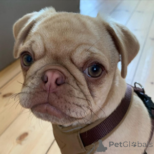 Zdjęcie №2 do zapowiedźy № 136831 na sprzedaż   - wkupić się Szwajcaria hodowca